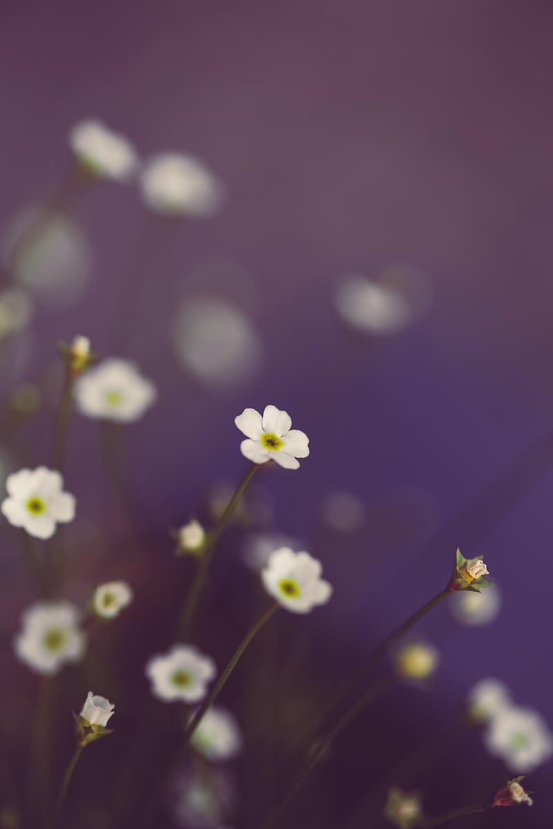 Mystical blooms