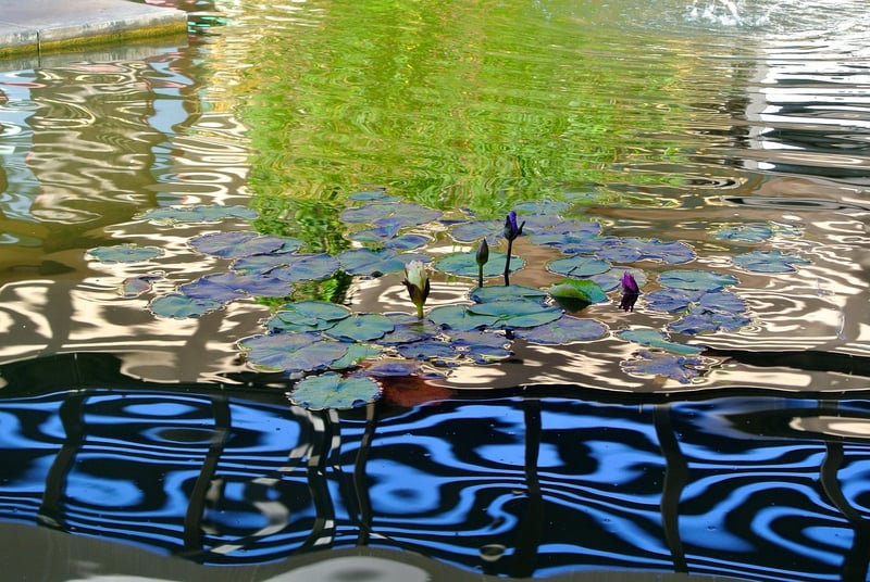 Mythical pond features