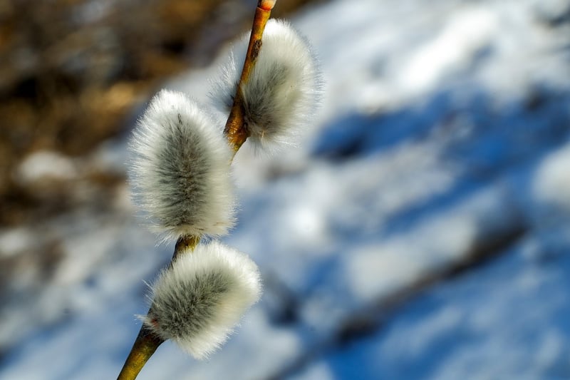 Dragon Willow