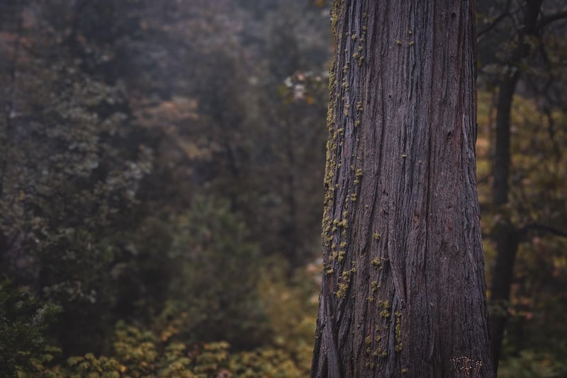 Wyrmwood Pine