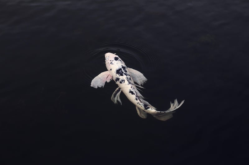 Koi Pond